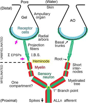 Large-Scale Convergence of Receptor Cell Arrays Onto Afferent Terminal Arbors in the Lorenzinian Electroreceptors of Polyodon